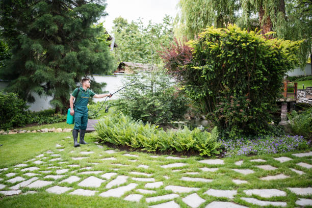 Best Termite Control Services  in Long Lake, MN