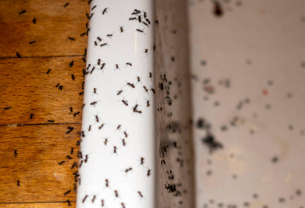 Best Commercial Pest Control Services  in Long Lake, MN