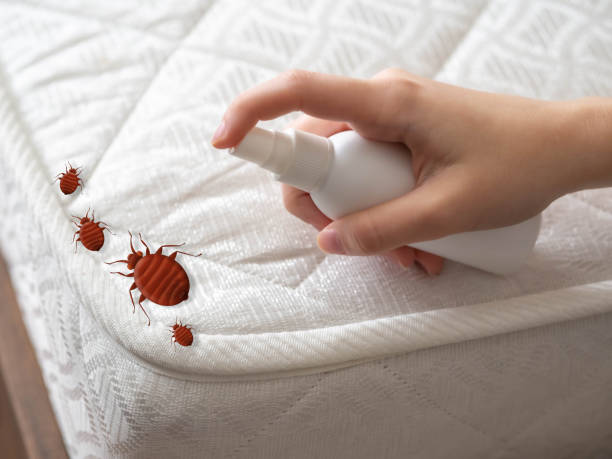 Best Local Pest Control Services  in Long Lake, MN