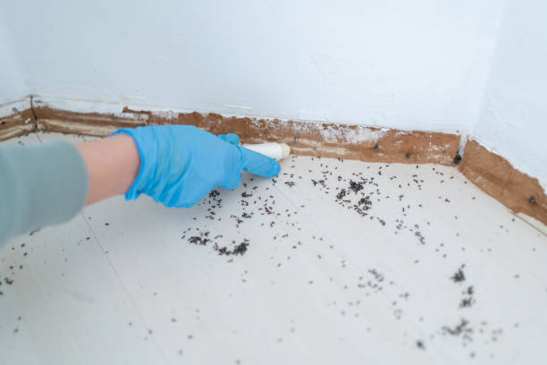 Best Flea Control Services  in Long Lake, MN